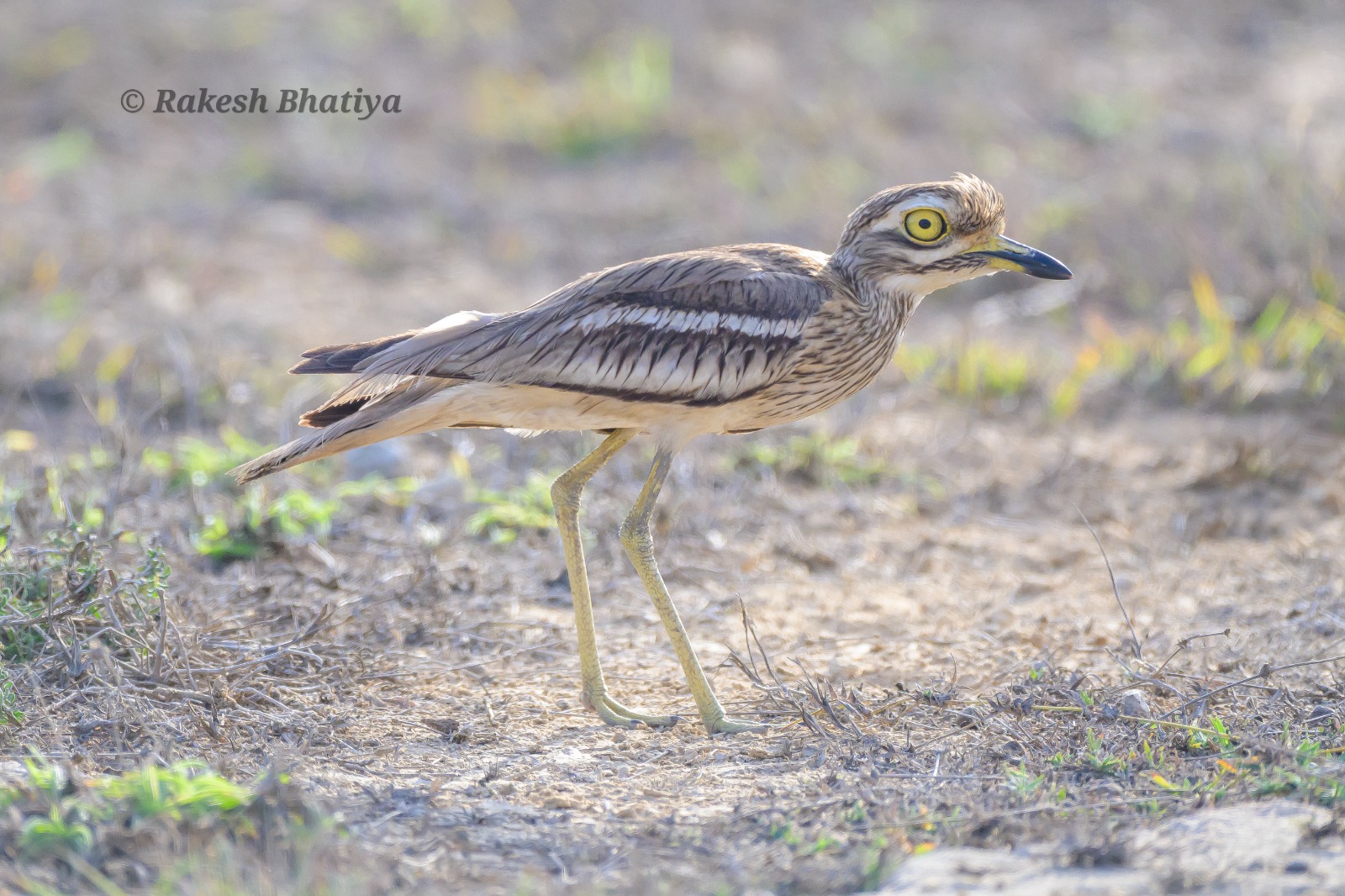 Indian Thick-knee